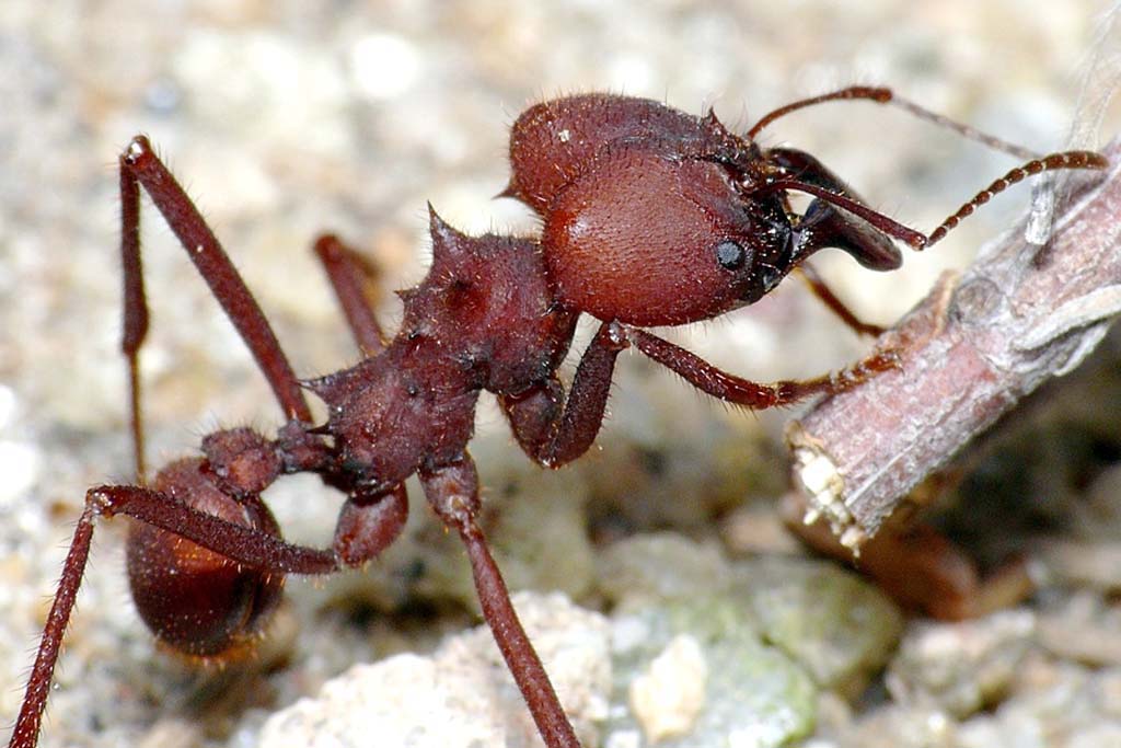 dedetizadora dedetizacao formigas