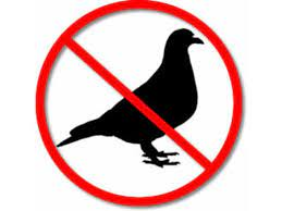 Dedetizadora na Vila Nhocuné Controle de pombos